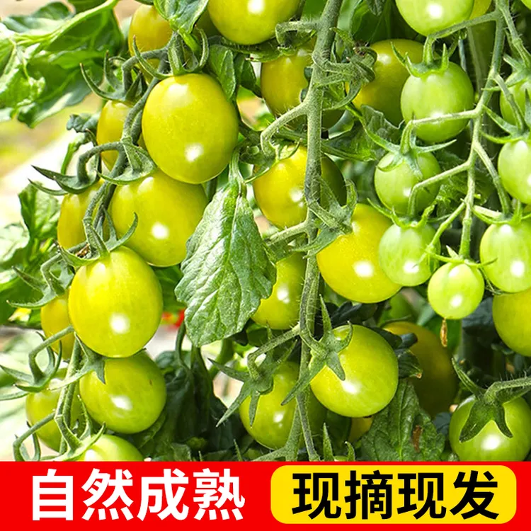 摘现发正宗青甜2号小番茄产地直发皮薄超多汁圣女果