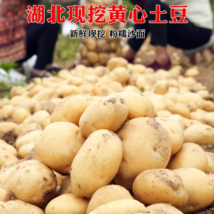 【9斤新土豆】现挖湖北黄心土豆新鲜黄皮大洋芋露天马铃薯蔬菜包邮