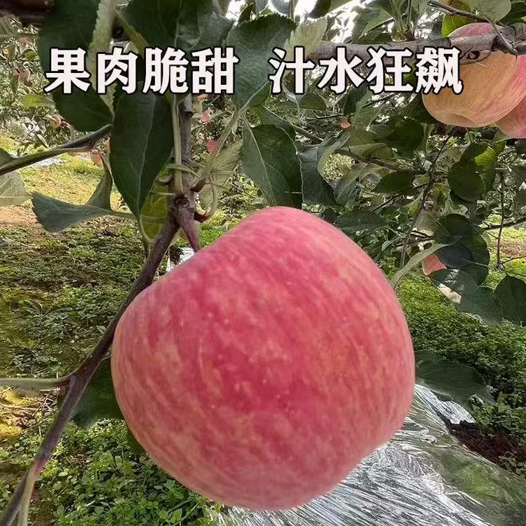 正宗洛阳上戈红富士苹果当季苹果新鲜脆甜当季水果产地直发