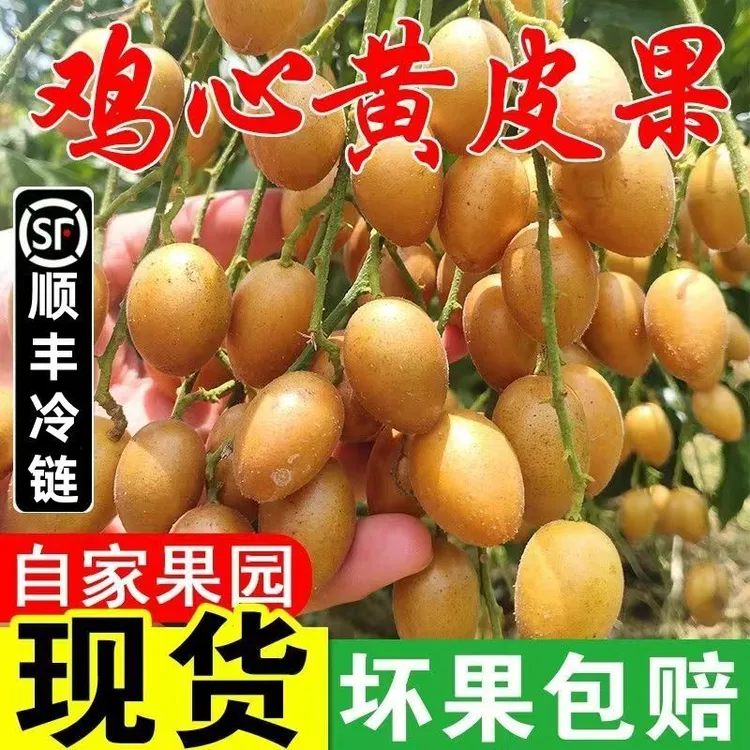 【顺丰冷链】新鲜鸡心黄皮果水果孕妇鲜果正宗广东酸甜当季鸡心