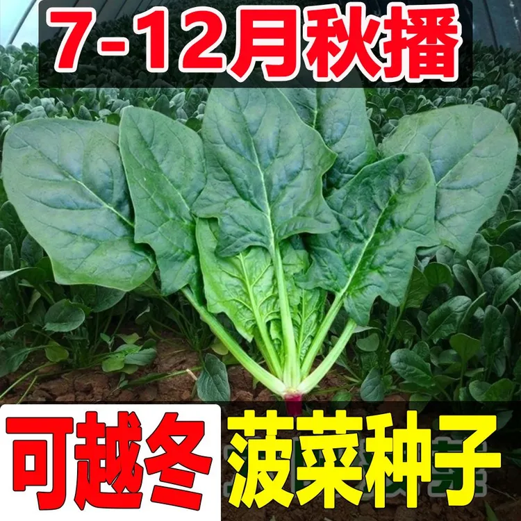 大叶菠菜种子阳台种籽抗热菜种四季蔬菜秋冬籽种盆栽波菜子种籽子