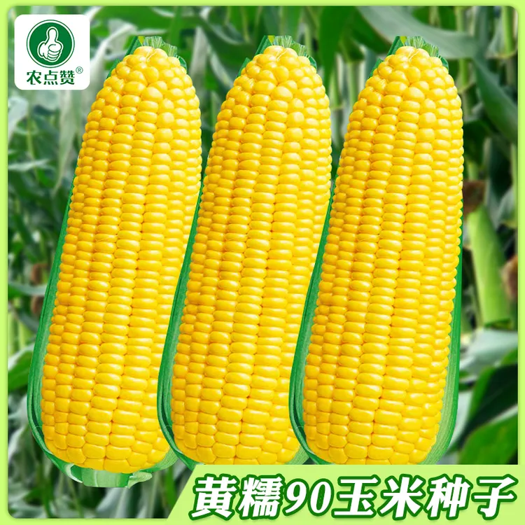 黄甜糯玉米种子黄糯90国审高产四季黄糯玉米非转甜加糯玉米种子商品图