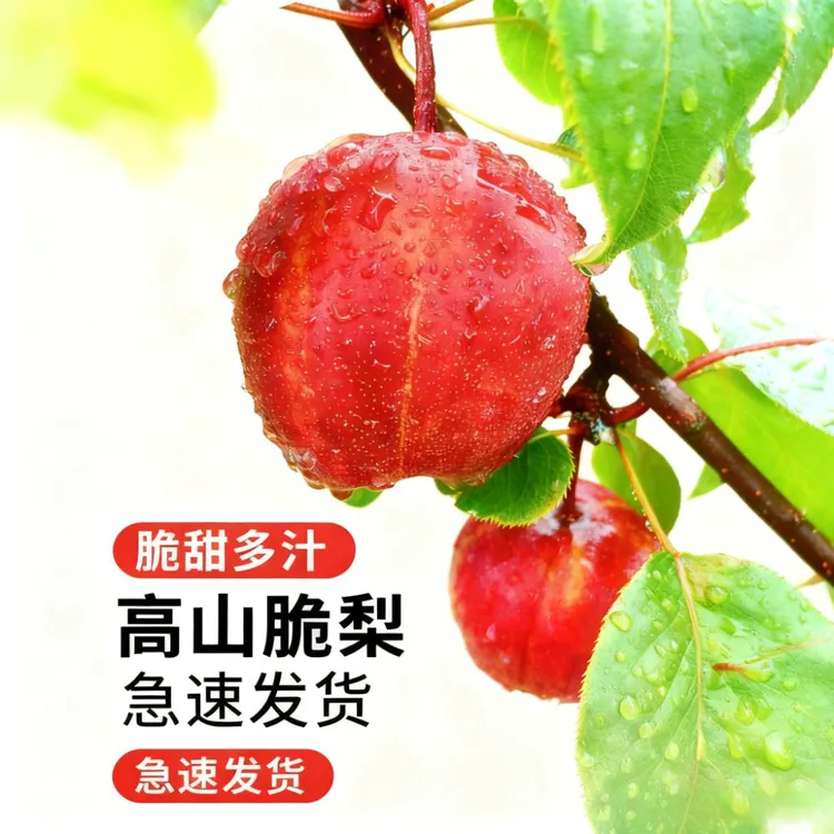 【发顺丰】河南灵宝高山彩虹九甜一酸“梨中华甜‘’