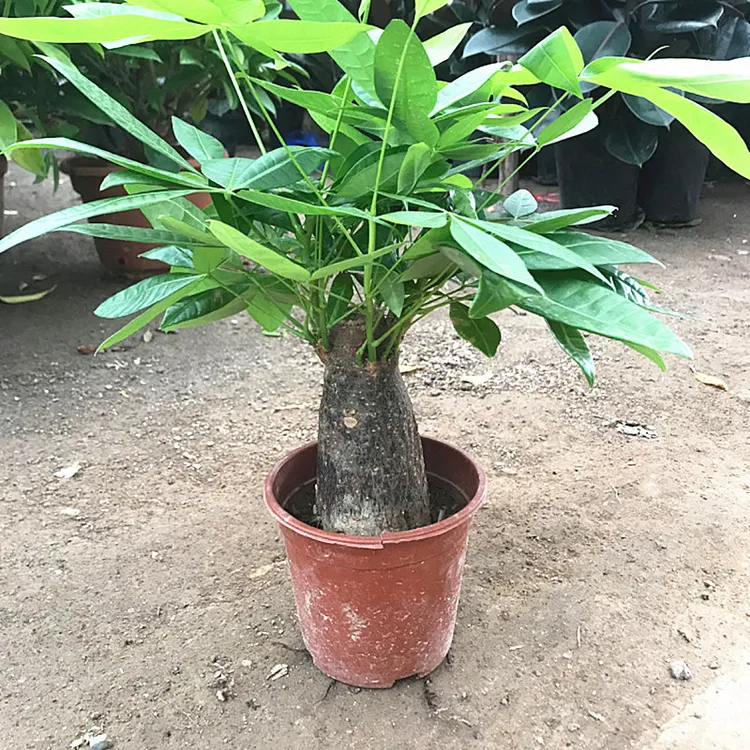 发财树盆栽植物四季常青室内客厅桌面绿植办公室好养观叶小盆景