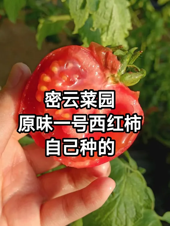 原味一号西红柿 获二等奖 密云菜园自己种的自产
