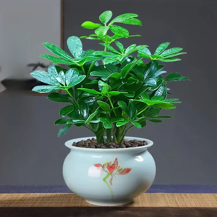 鸭脚木苗绿植物花卉七叶莲盆栽净化空气四季好养室内办公茶几桌面