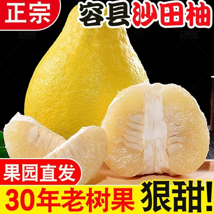 （50年山顶老树甄选）正宗容县沙田柚当季新鲜水果多汁脆甜可口柚子