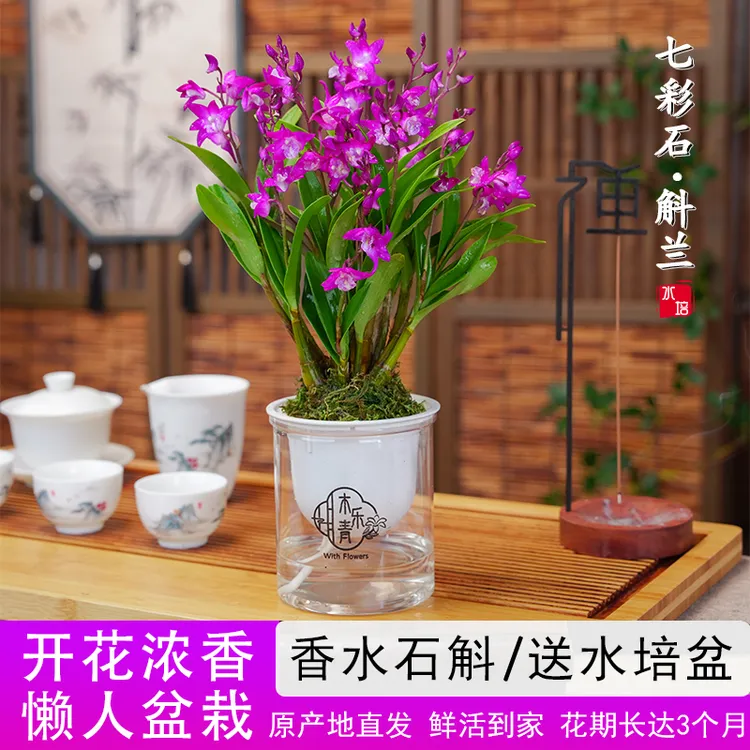 【带花剑花苞】红宝石香水石斛兰 精品澳洲石斛 浓香型 水培盆栽A商品图