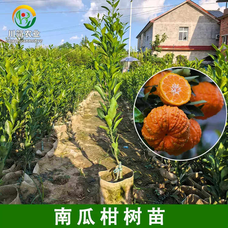 新品种南瓜柑树苗南瓜橘四川嫁接果树苗庭院盆栽地栽橘子树苗