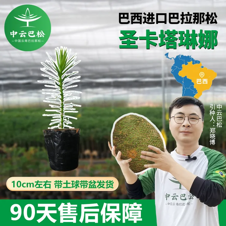 【中云巴松】巴西进口巴拉那松种苗种子树苗圣卡塔琳娜巴拉那松