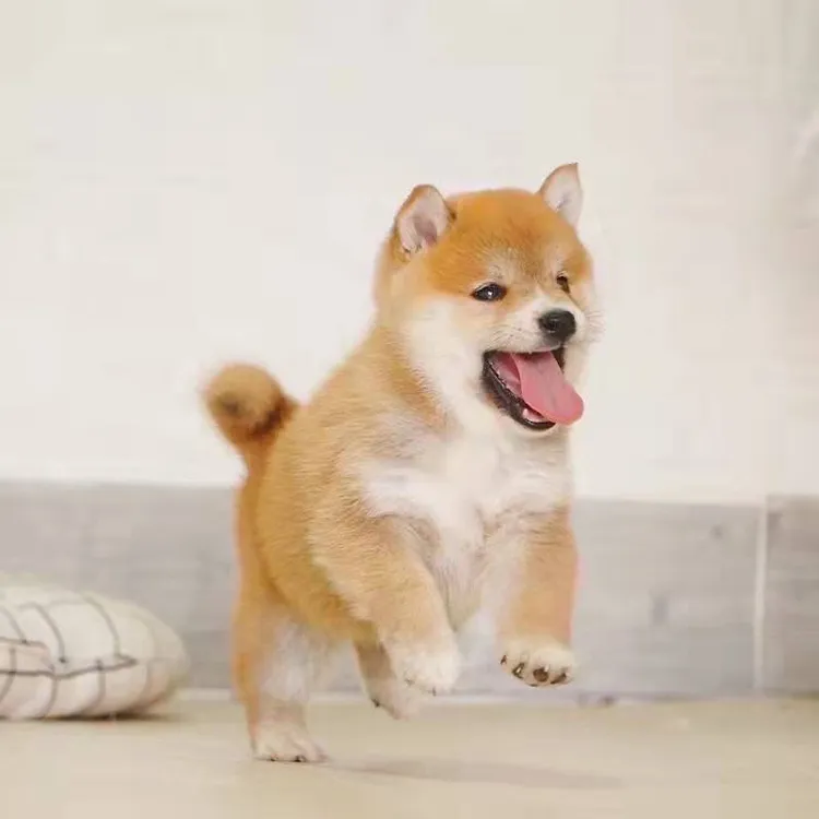 柴犬幼犬超萌宠物狗活体 黑色黄色白色日本柴犬 可爱小狗小柴犬