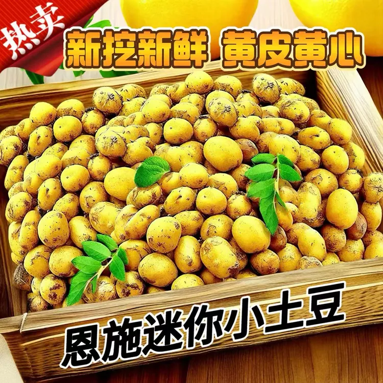2025正宗湖北恩施迷你小土豆高山黄心小土豆新挖新鲜大洋芋直播