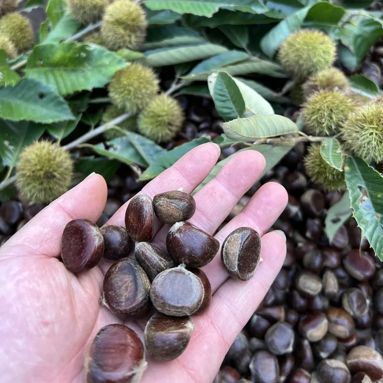 【精选】2025新鲜深山小板栗秀珍小毛栗子小甘栗油栗生鲜板栗