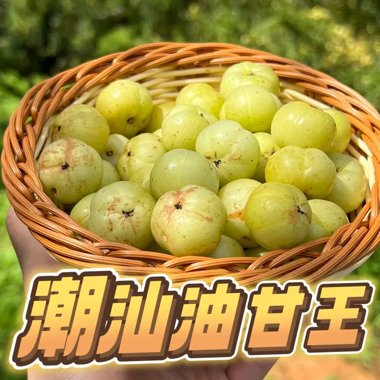 潮汕金灶柿饼甜种油甘中大果 生吃酸涩回甘 煲汤榨汁 1斤起