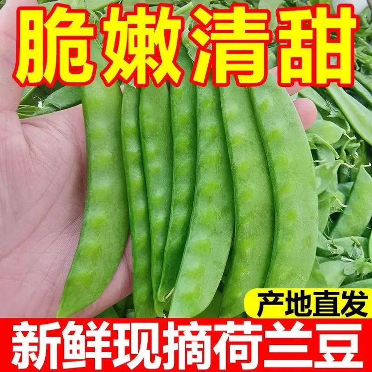 【脆甜可口】广西农家自种荷兰豆豌豆新鲜现摘鲜嫩甜脆当季时令蔬菜