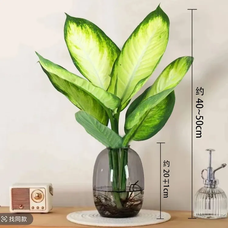 水培玛丽安高桌摆绿植办公室桌面高颜值耐阴好养植物花卉水培植物