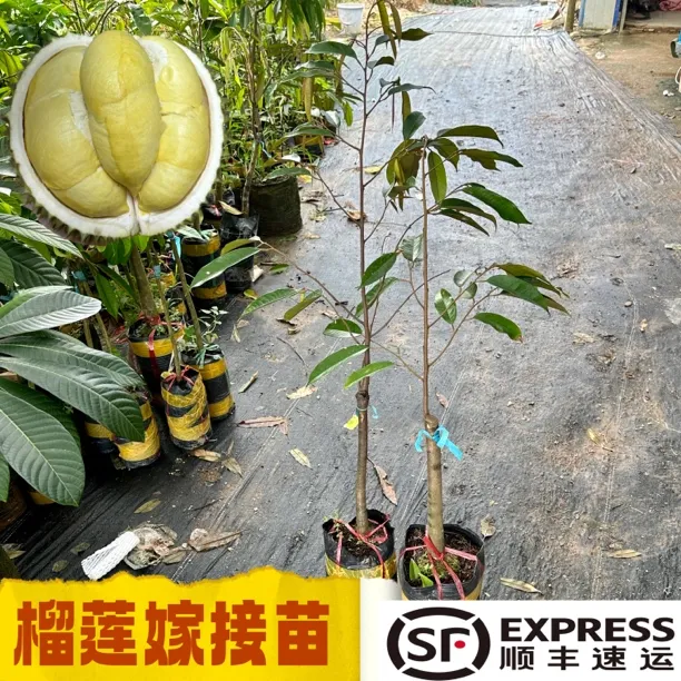 榴莲纯正嫁接苗带土带叶发货（种植落叶 正常现象)