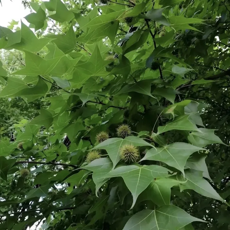 大山枫树寄生，可煮水煲汤