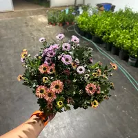小菊菊花盆栽花卉