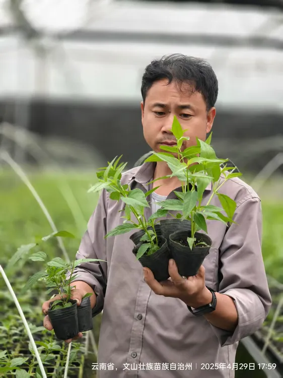 红果参系列产品鲜果现摘现发蜘蛛果算盘果苗绿植盆景水果特大苗