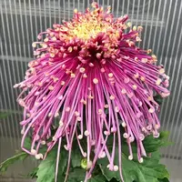 【花苞发货】[国华花芳]九月菊花苗大型花好养护简单耐寒耐旱