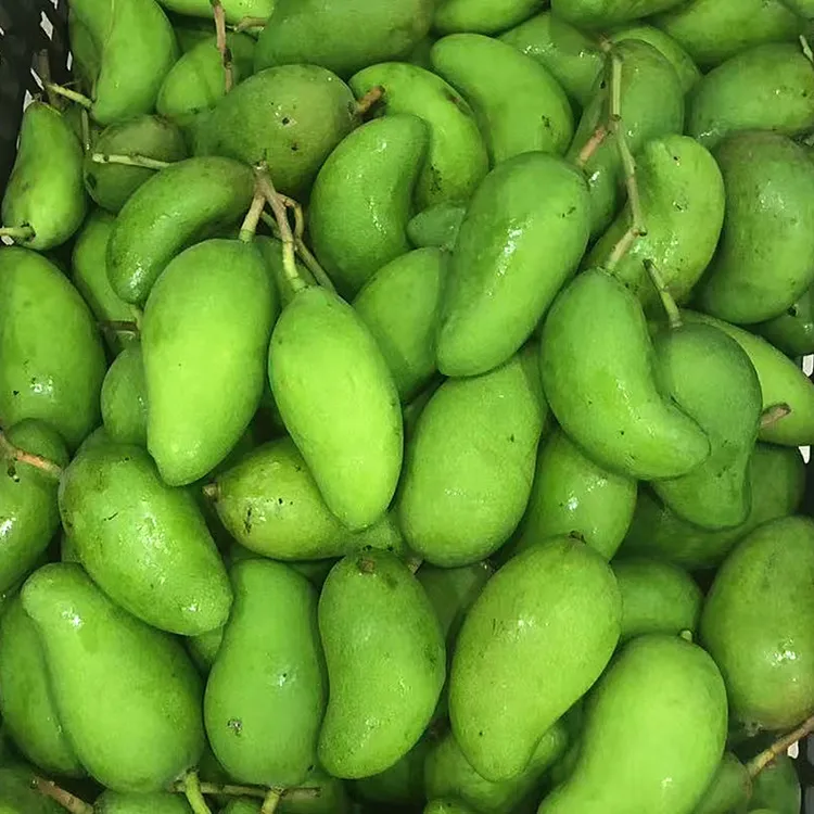 海南本地新鲜现摘生吃酸芒果酸脆青芒果小芒果酸脆芒生吃1斤
