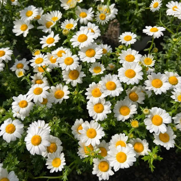 【白晶菊】150口径白晶菊（3单包邮）盆栽夏天耐热好养活带花发货