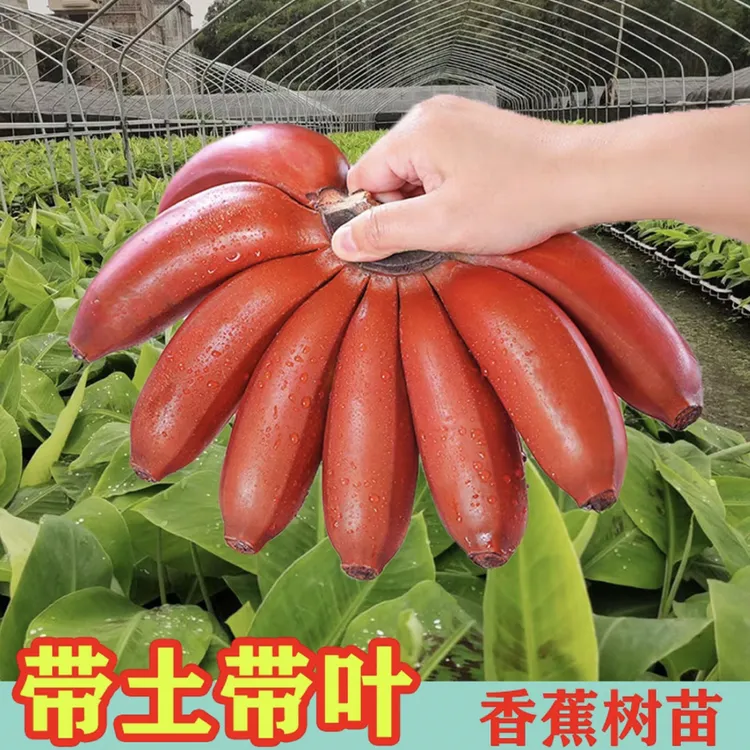 正宗红美人香蕉树苗带土带叶当年结果盆栽农业地栽果树苗南方种植