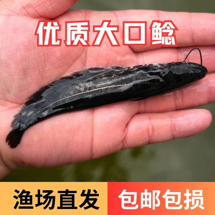 【活体】优质大口鲶二须鲶鱼观赏鱼淡水鱼渔场直发