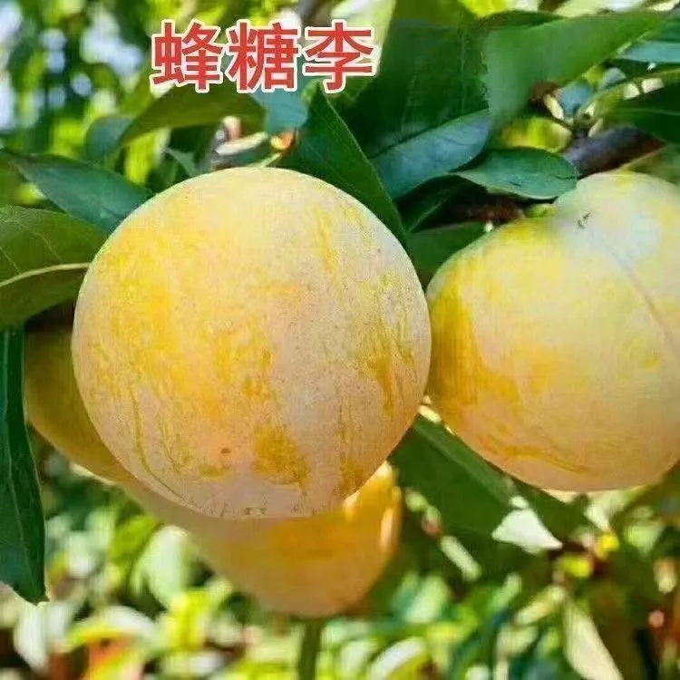 蜂糖李树嫁接特大早熟耐寒脆骨南北方种植盆栽地栽种植结果T1商品图