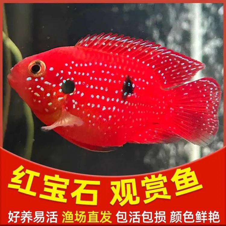 【包活7天】网红血钻红宝石鱼招财红色热带鱼活体三湖慈鲷鱼观赏鱼