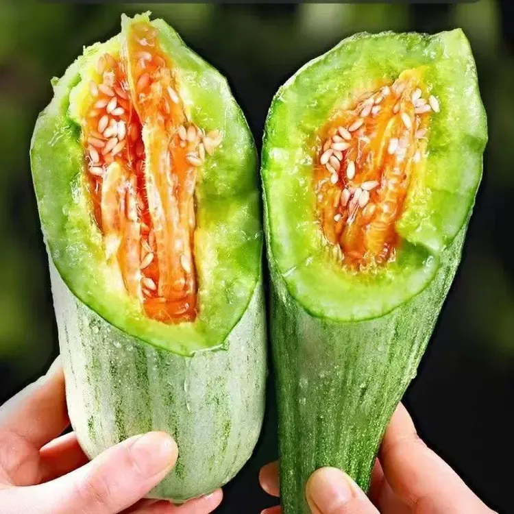 羊角蜜【新鲜现摘】山东头茬甜瓜当季新鲜应季水果脆甜蜜瓜3-4.5斤A