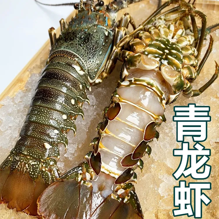 10只小青龙虾大青龙500g整箱波士顿大龙虾澳龙鲜活批发非新鲜海鲜