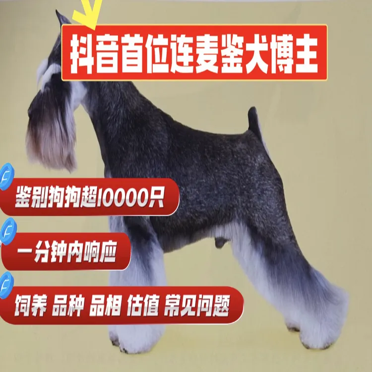 大钱的宠物狗鉴赏