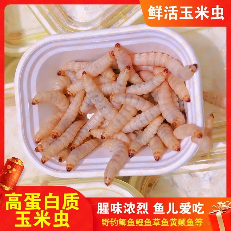 【新款玉米虫活动价】钓鱼活饵玉米虫葡萄蜜虫钓鲤鱼鲫鱼草鱼鲶鱼饵