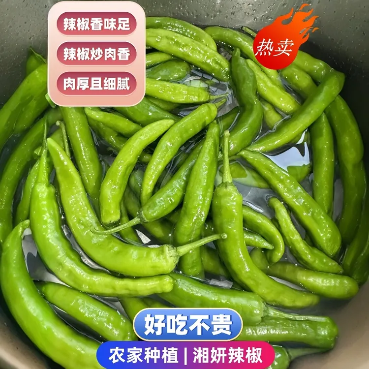 湖北本地辣椒微辣新鲜辣椒现采现摘炒肉配菜湘味皮薄肉厚虎皮辣椒