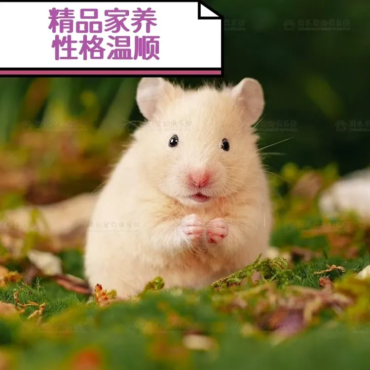 家养金丝熊家养小仓鼠包活长毛活体纯银金丝活宠银狐紫仓布丁米熊