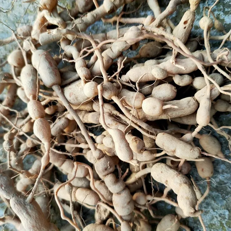 中药材绣花针.虎刺根.白凤珠有结鲜品