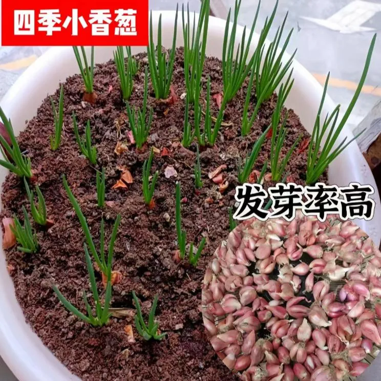 【可种植】四季小香葱新鲜火葱头四川产地直发精选盆栽阳台250g/2斤