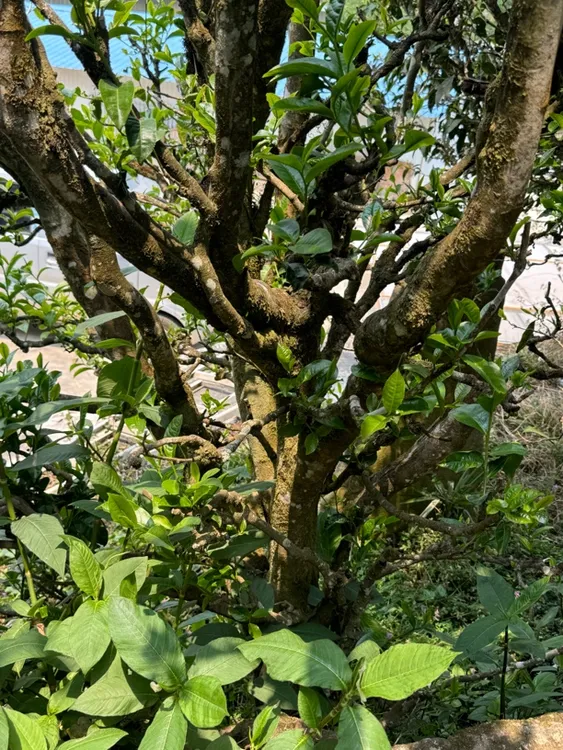 【秘境荒山】单株级古树普洱生茶