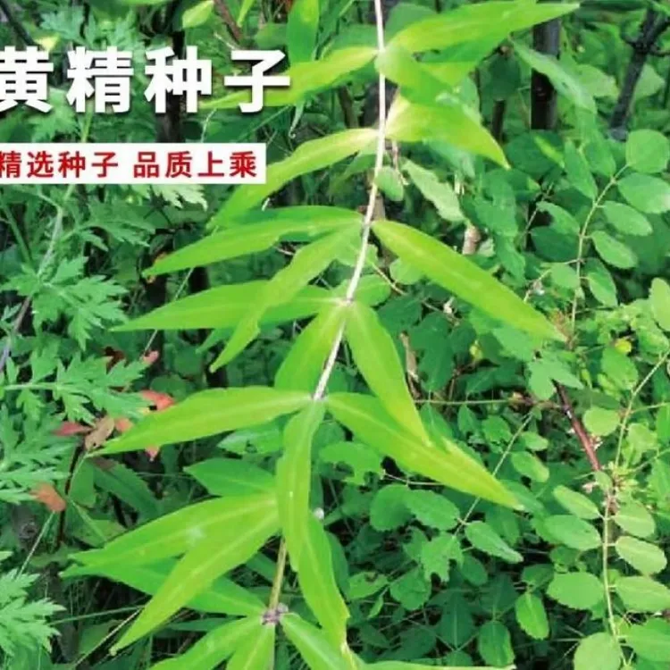 黄精种子四季种植盆栽地栽