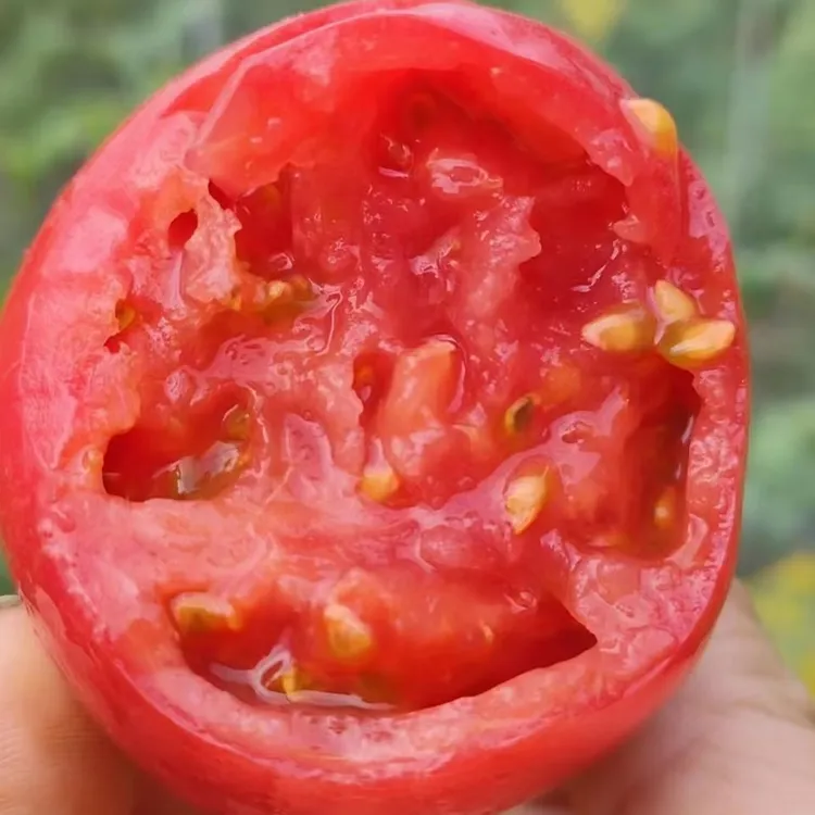 原味1号水果小西红柿中国农科院九三学社品种