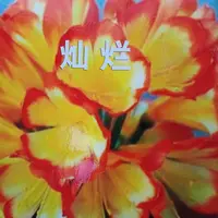 灿烂君子兰以直播间为准下单不退货微瑕疵