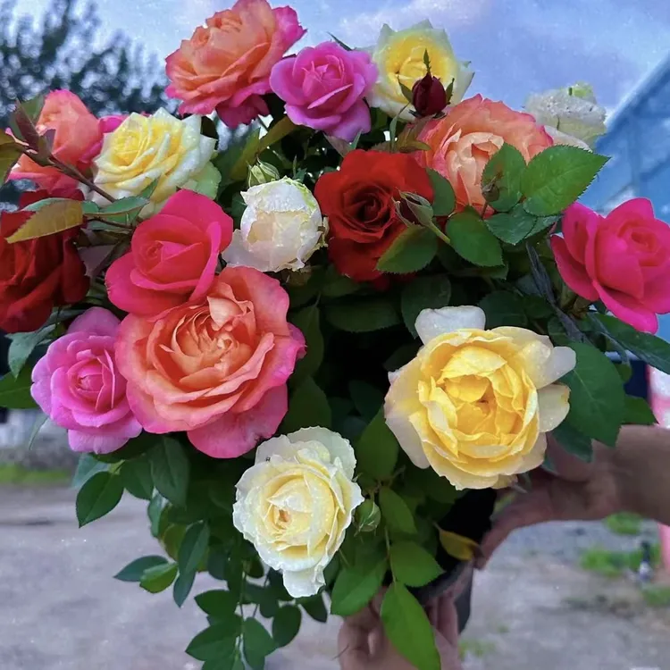 《混色多色》耐热耐寒四季开花多头浓香月季花卉绿植盆栽