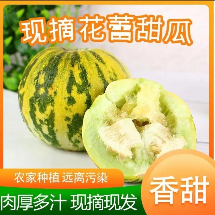 山东头茬香甜当季新鲜水果香瓜现摘现发花蕾美味蜜瓜采摘三通一达