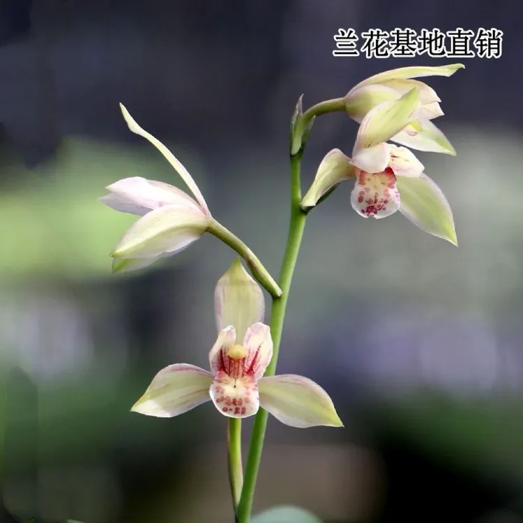 建兰【香王彩荷】老种兰花苗好养花期6-11月