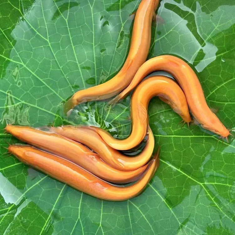 11-14公分黄金泥鳅淡水可养殖观赏鱼