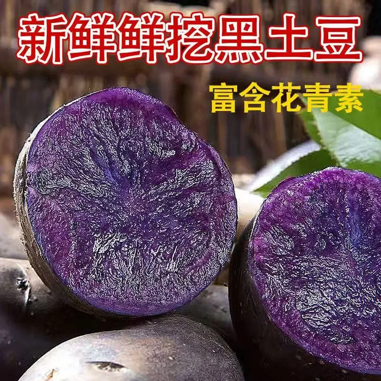 《现挖》土豆新鲜紫土豆马铃薯山东紫土豆新鲜土豆黑美人净重3/5斤
