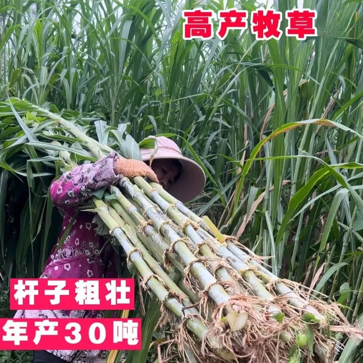 无绒毛甜象草3号红象草金华粮草多生生植物花卉盆栽