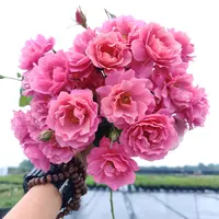 海蒂的花园月季玫瑰小苗多品好养种植庭院露台盆栽地载爬藤植物